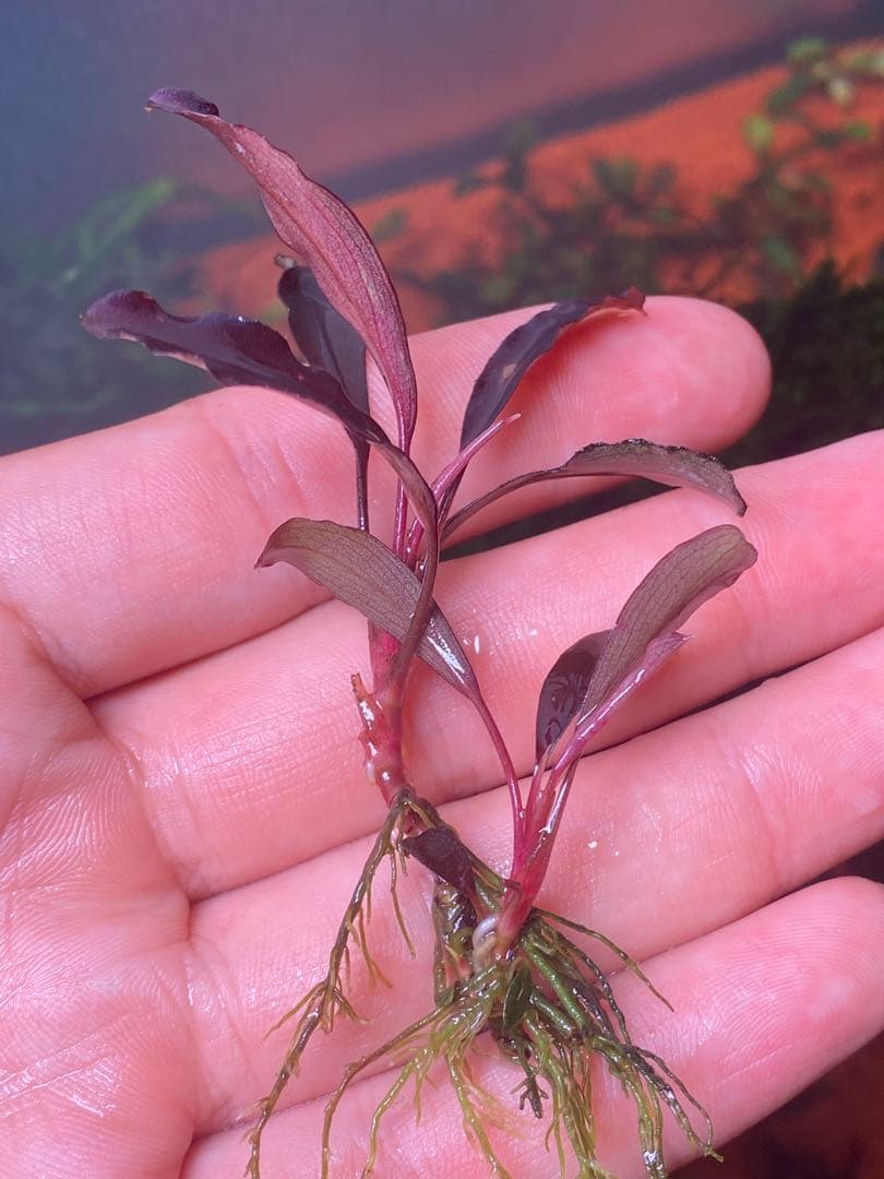 た*う様 ブセファランドラspゴーストカリマンタン 小群生株