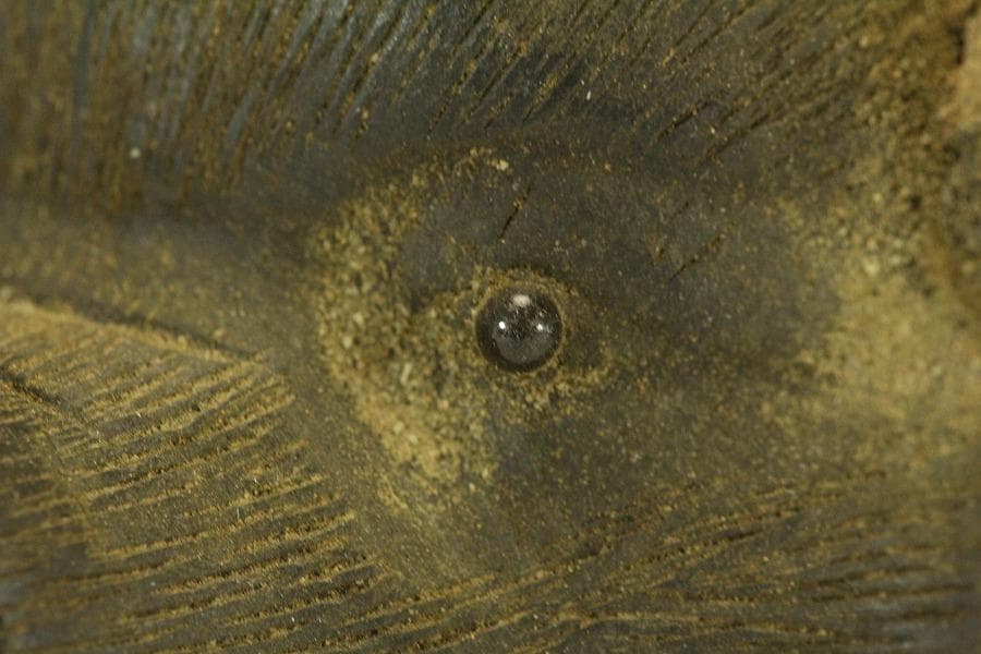 中国美術 紫泥 猪 細密 置物 骨董(LC982)