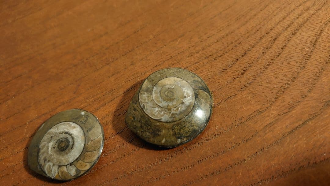 アンモナイト　恐竜　古代貝　化石　標本　鑑賞品　博物館保存　２個