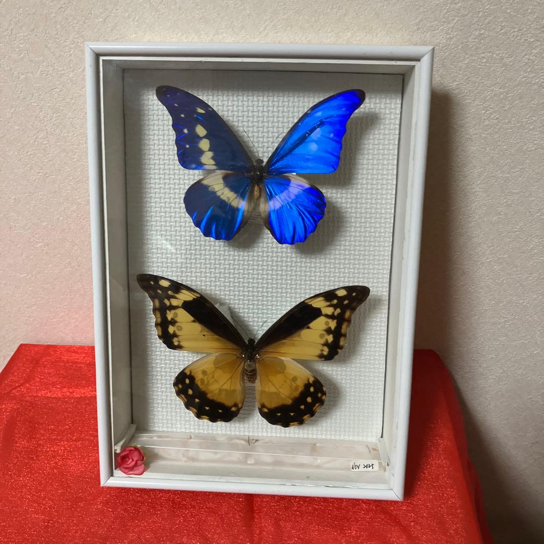 大型ヘレナモルフォペア