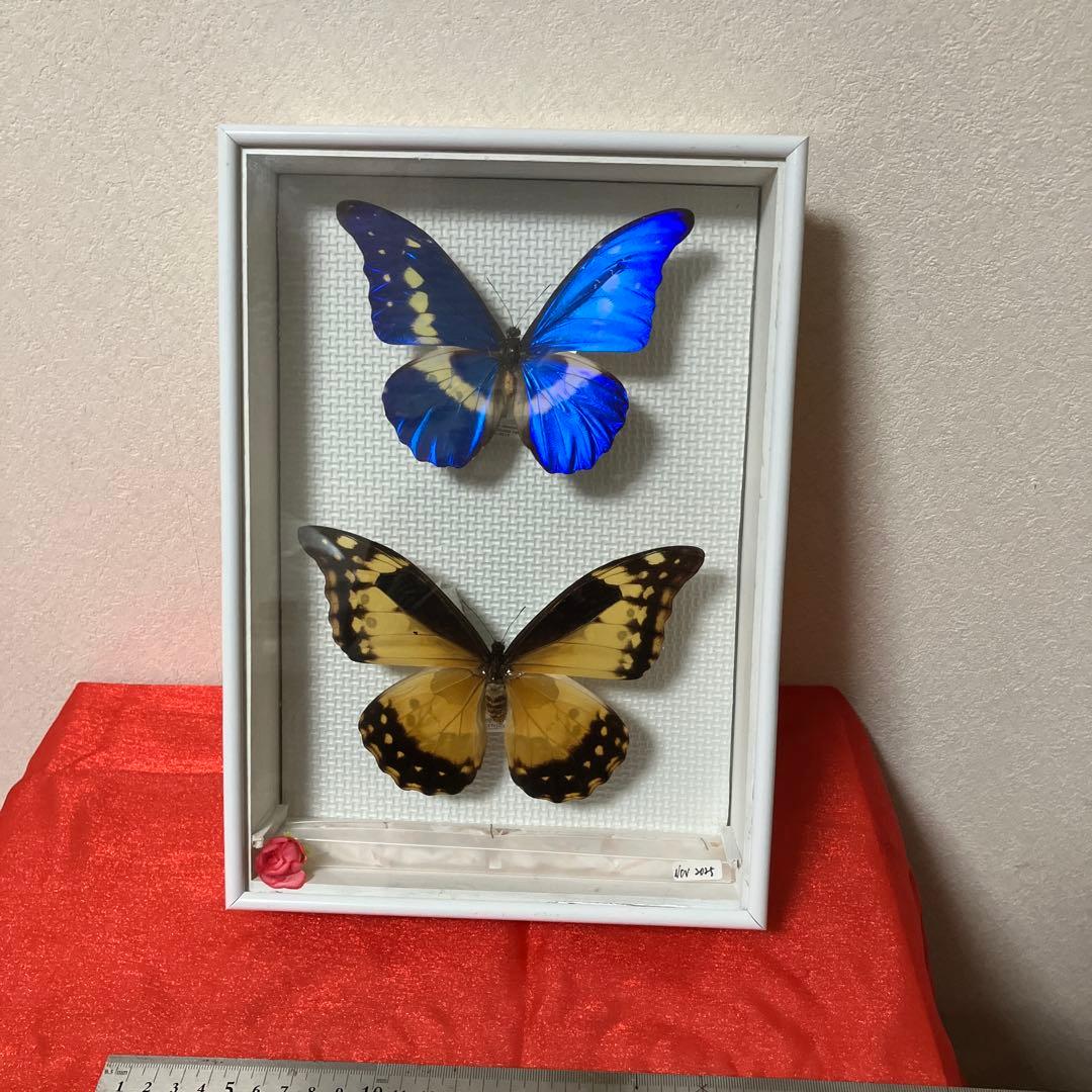 大型ヘレナモルフォペア