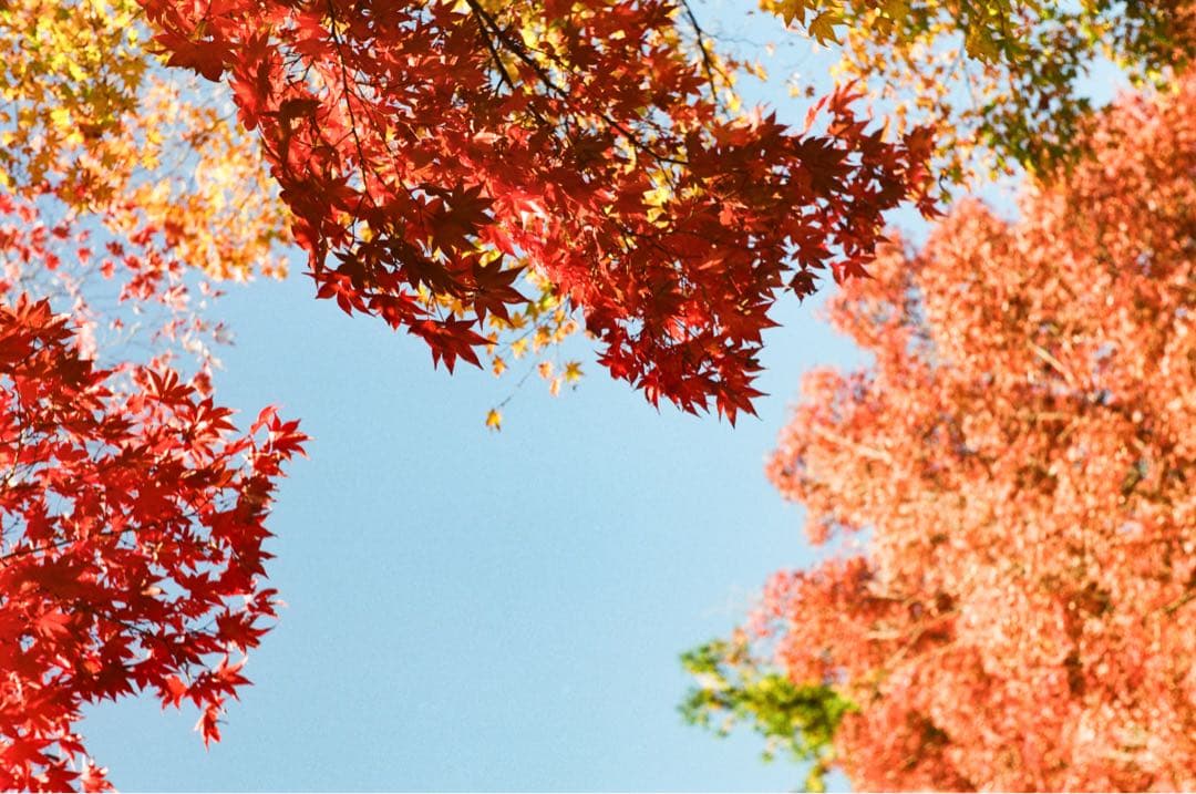 【ライカ】ズマリット 50mm F1.5 【L39】作例あり