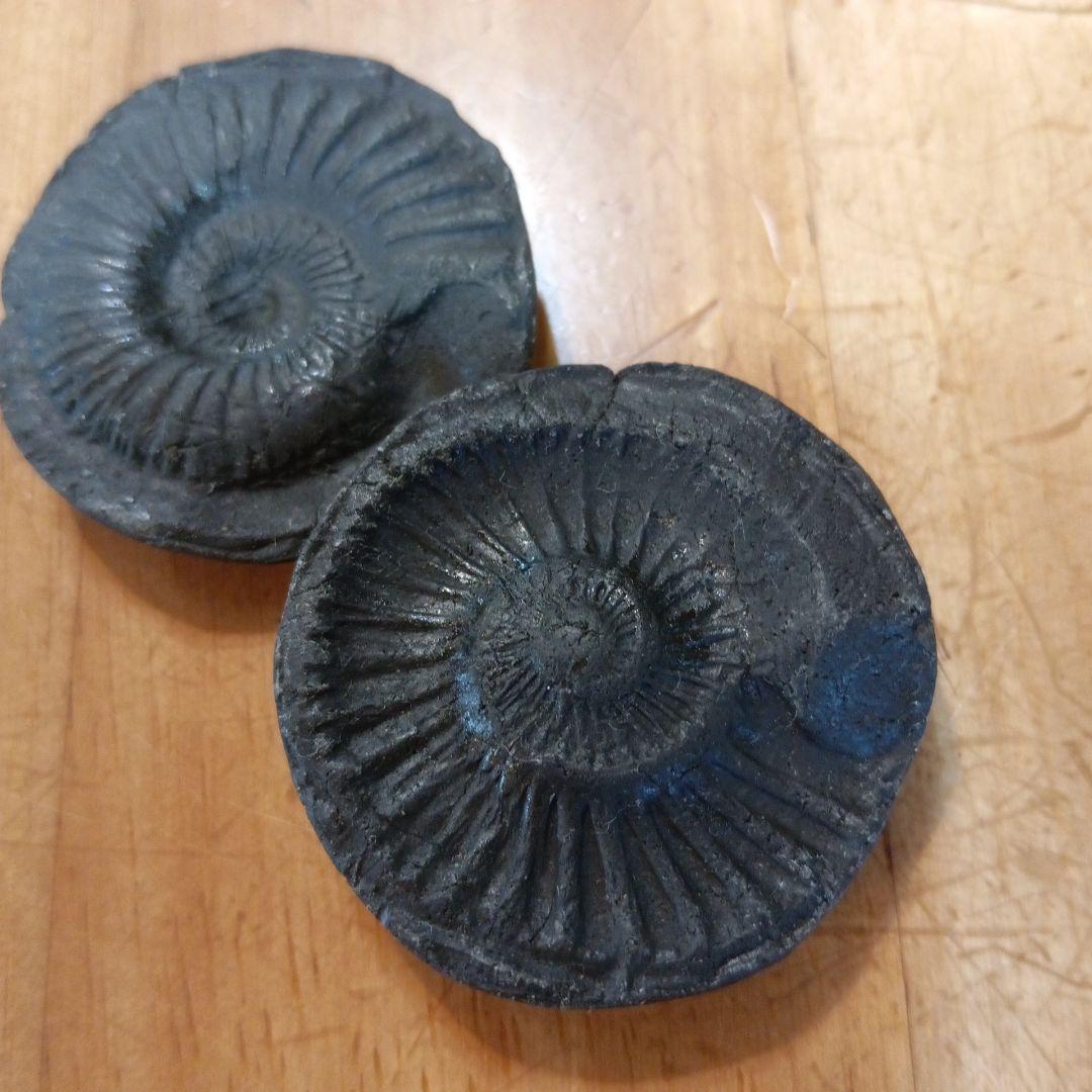 #655 アンモナイト