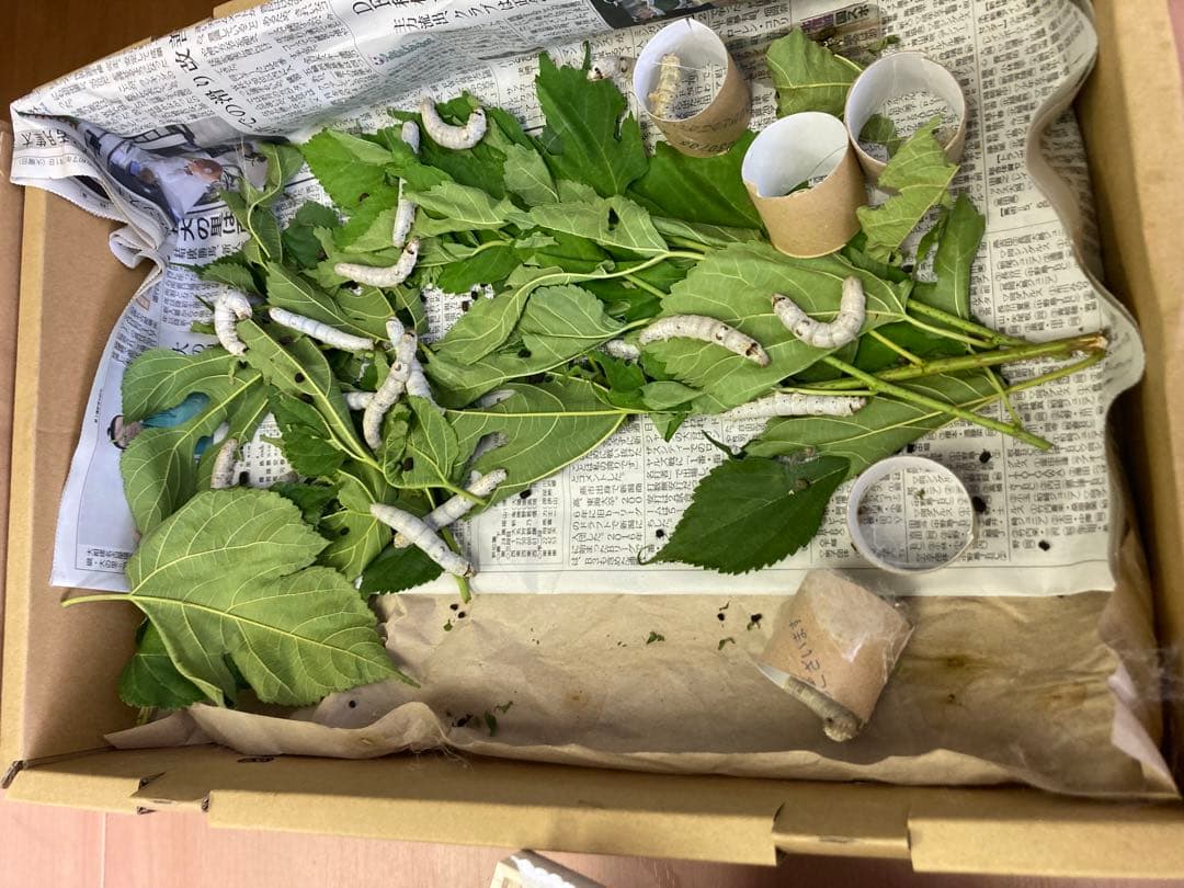 こちら確認用です