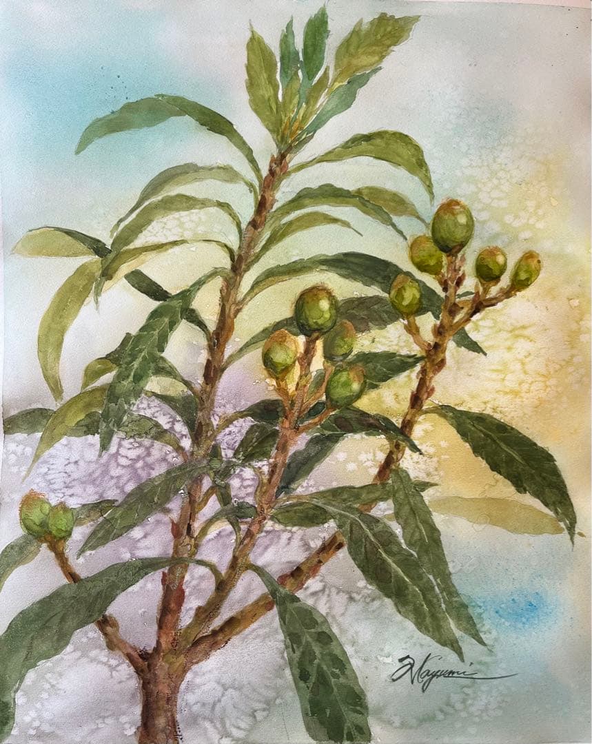 びわの木　水彩画