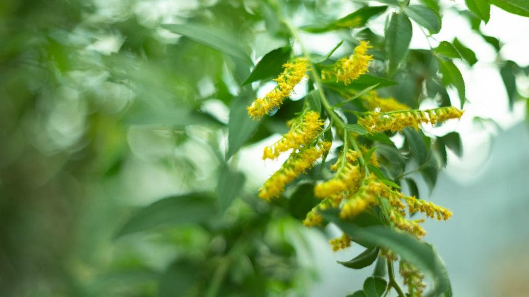 【オールドレンズ】Super Takumar 55mm f1.8 後期