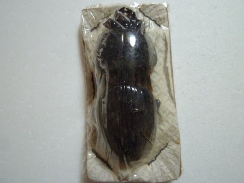 【外国産クロツヤムシ標本】ゴーリーオバケクロツヤムシ/グアテマラ産/69mm