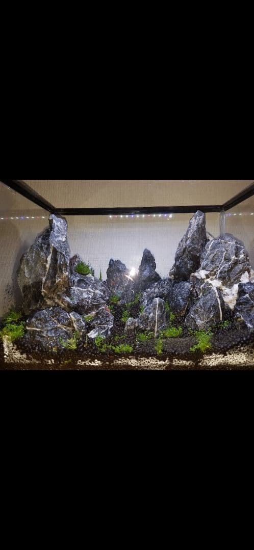 青龍石　アクアリウム水槽用セット