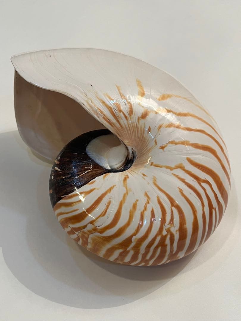 希少サイズ　完品　オウム貝の殻 大小2個セット　フタゴヤシ