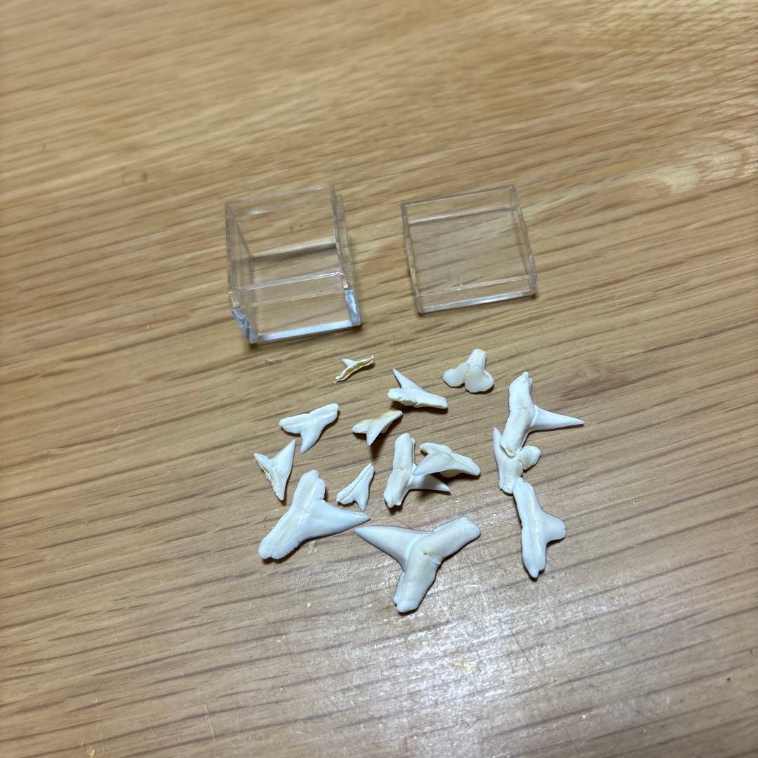 サメの歯　インテリア　コレクション　まとめ売り