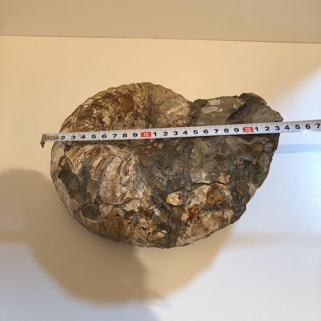 アンモナイト化石（超特大）