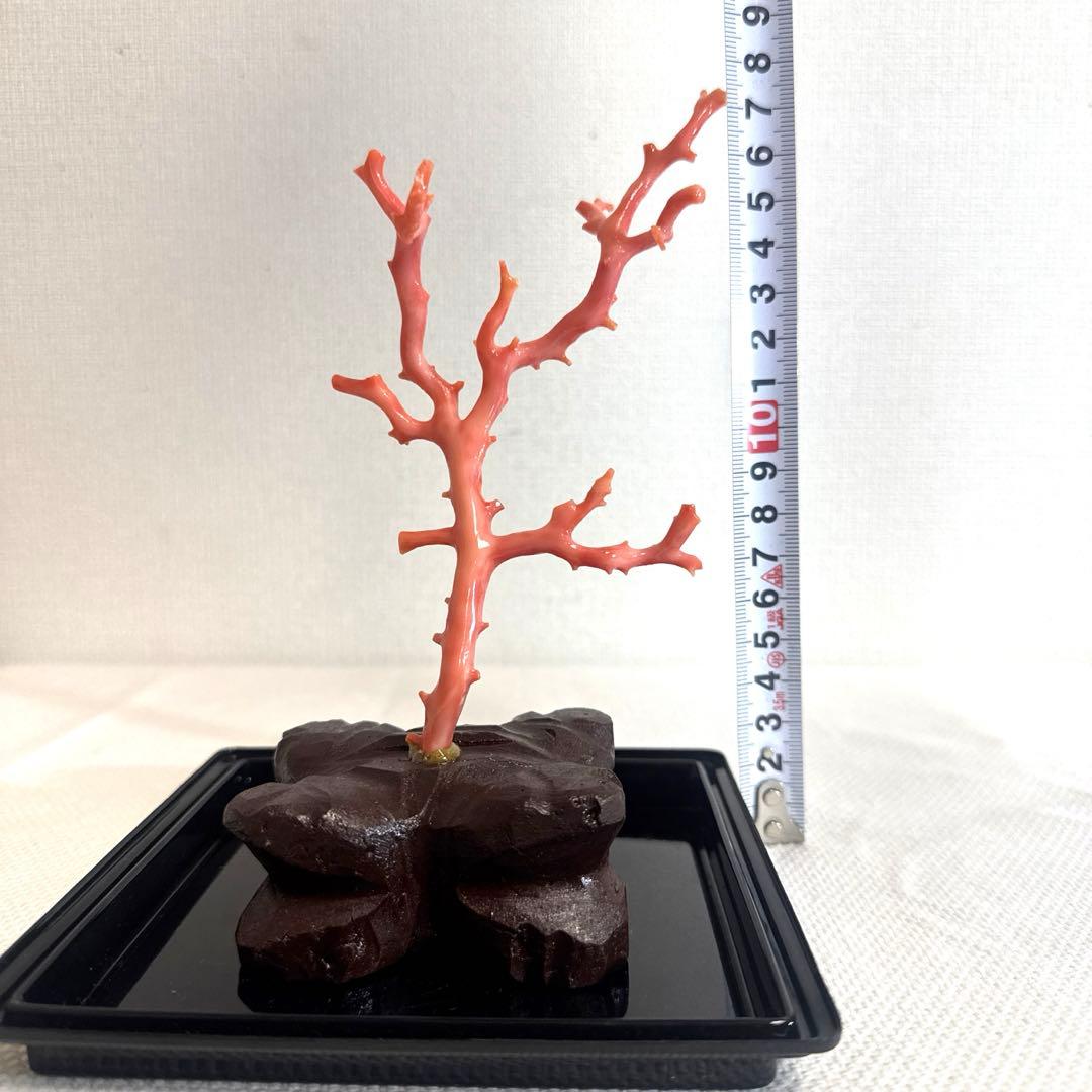 赤珊瑚 サンゴ 珊瑚 置物