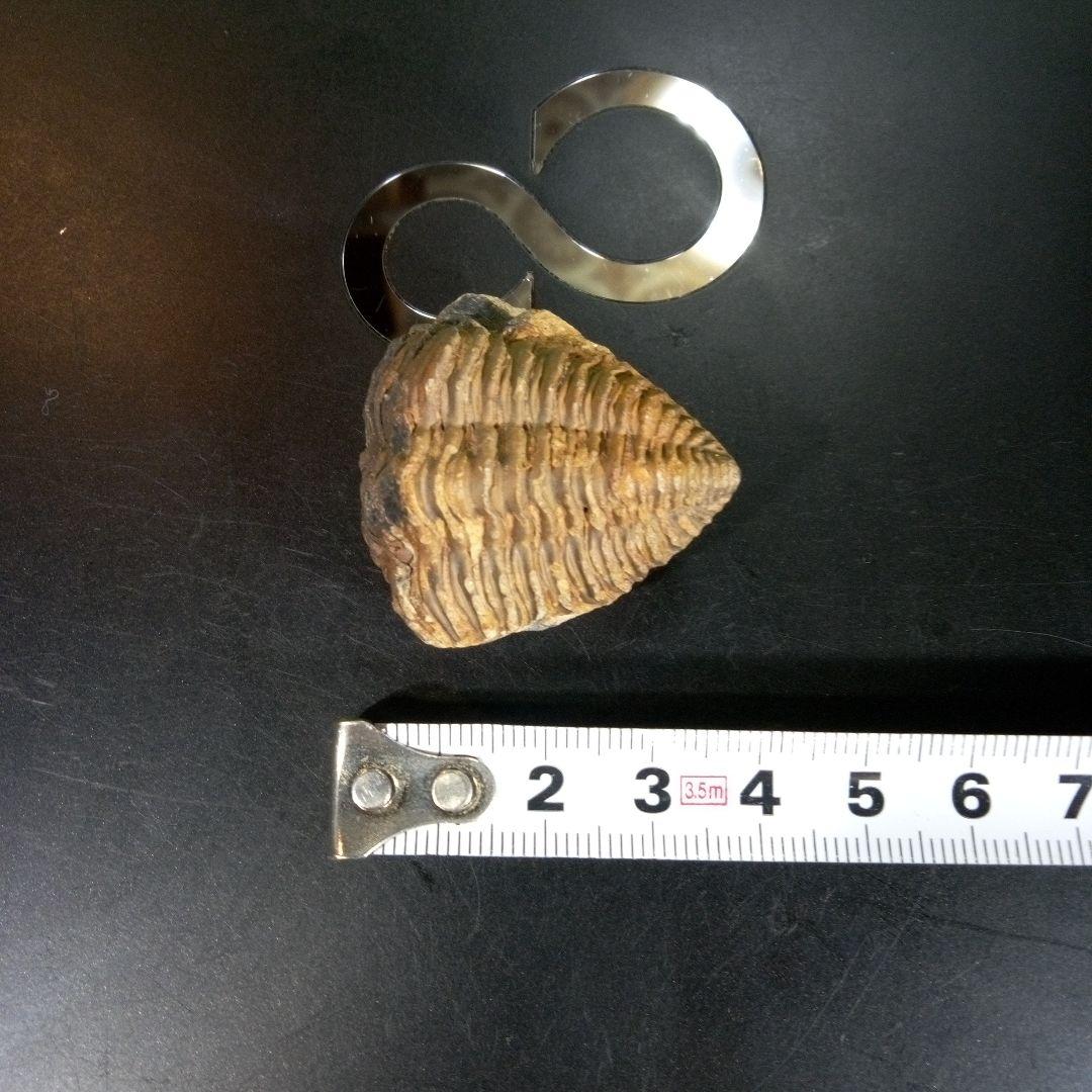 三葉虫　化石　fossil　ボリビア産　trilobite　海生動物識別②