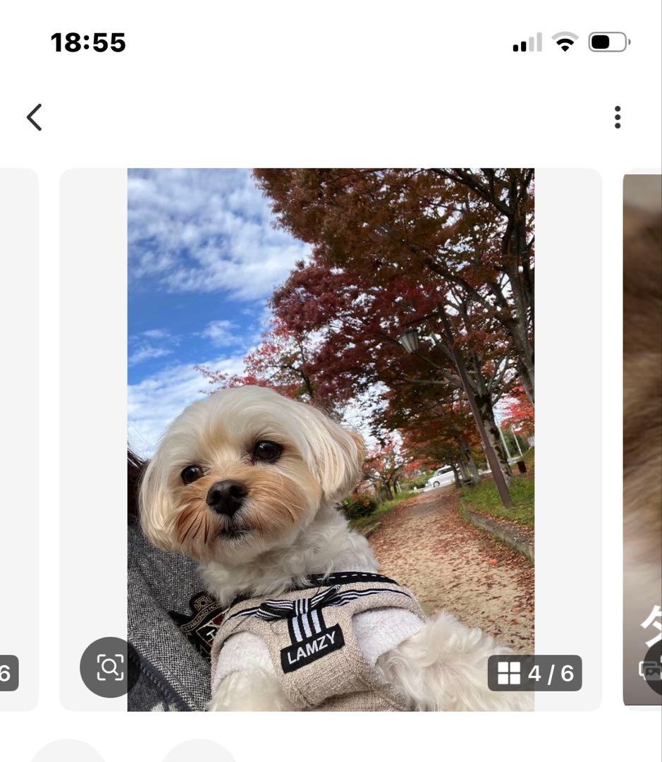 ゆみみゆりんゴルフボールケース