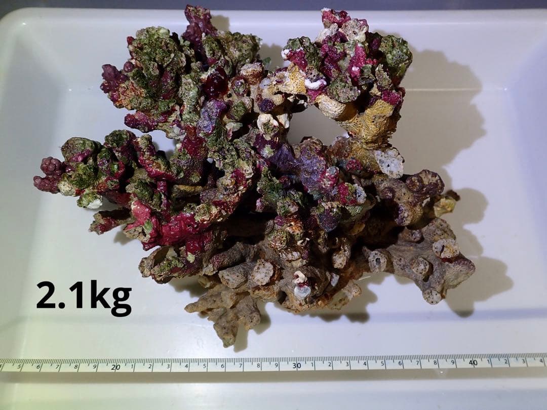 ライブロック　約5.2kg