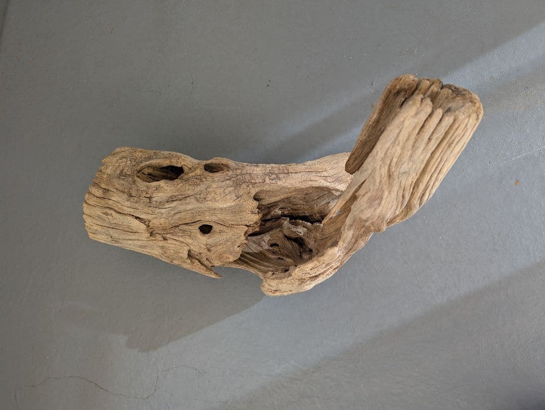 流木 約50cm 自然な形状　ビーチコーミング　アート素材　爬虫類　テラリウム