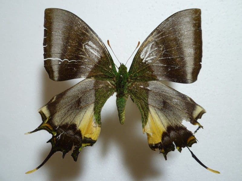 テングアゲハ♀/四川省.峨眉山産/91.3mm