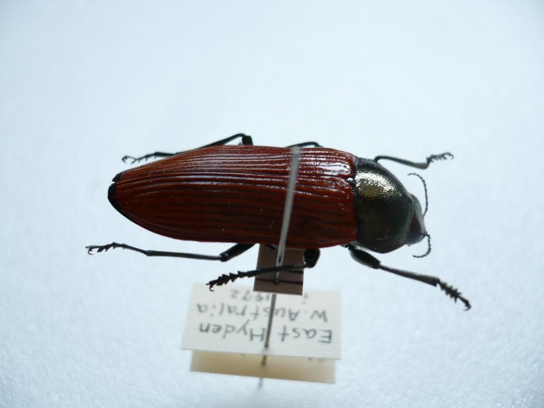 O*ん様 オーストラリアの ムカシタマムシ 3種セット