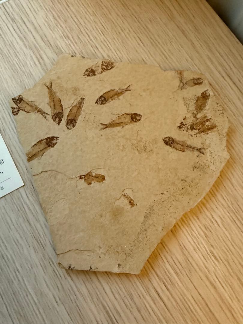 ナイティア　化石