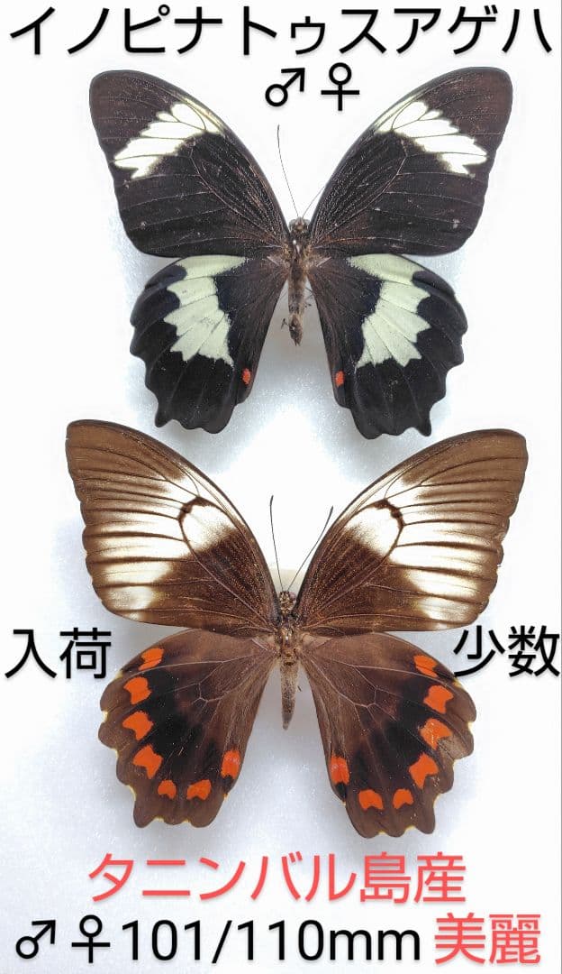 イノピナトウスアゲハ♂♀標本★タニンバル島産★ 101/110mm 美麗ペア個体