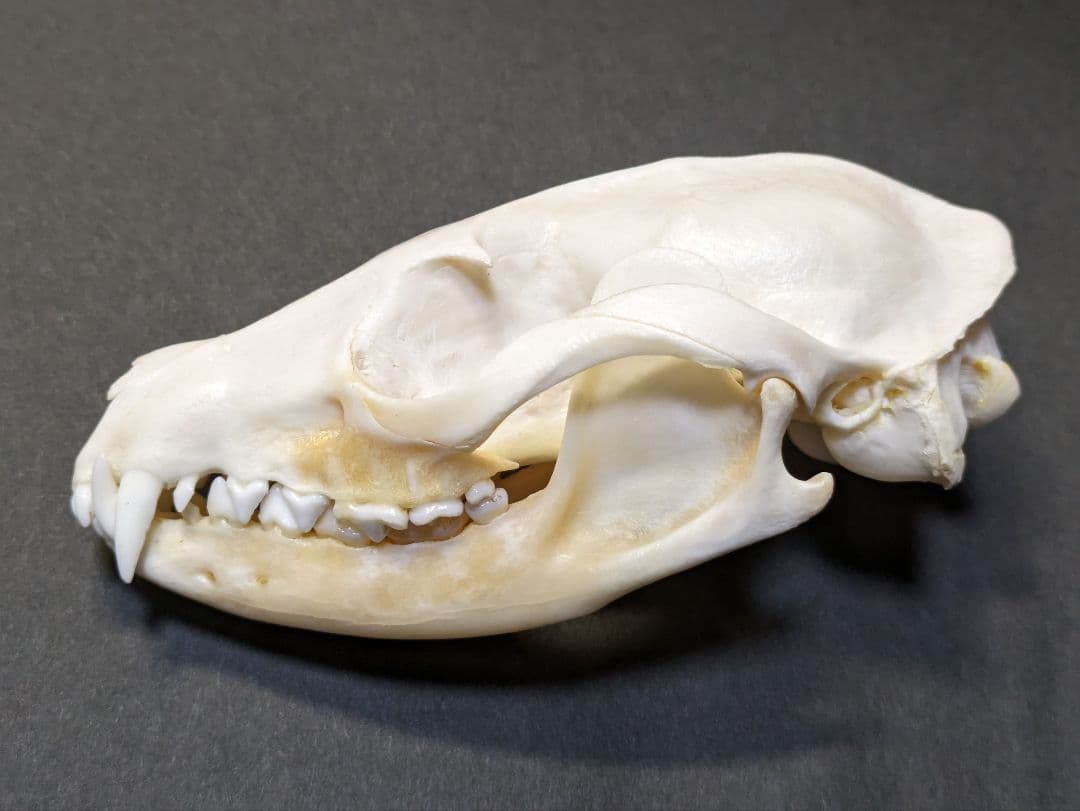 頭骨標本　珍獣パームシベット