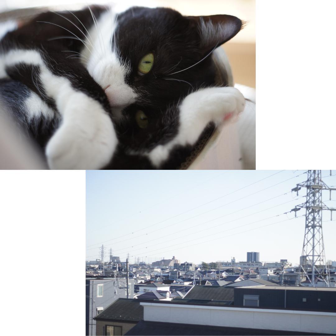 整備済 完動 Olympus OM-1 MD 50mm F1.8 露出計OK