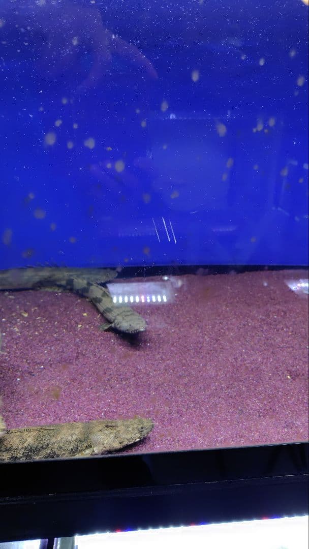 大型アクリル水槽　1800×600×600（h） 上部フィルター