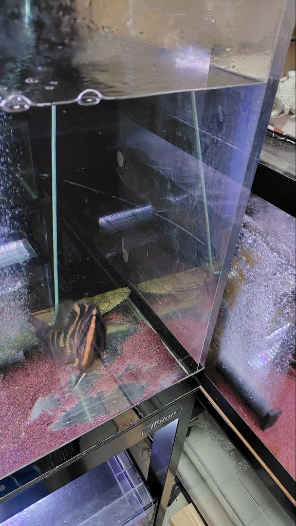 大型アクリル水槽　1800×600×600（h） 上部フィルター