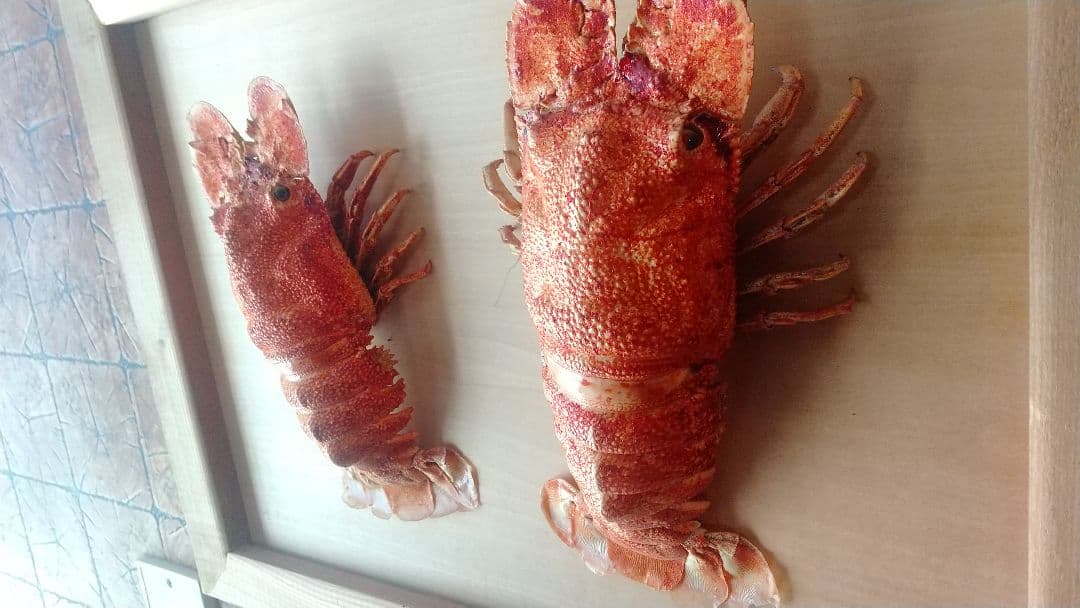 激レア　セミエビ　剥製