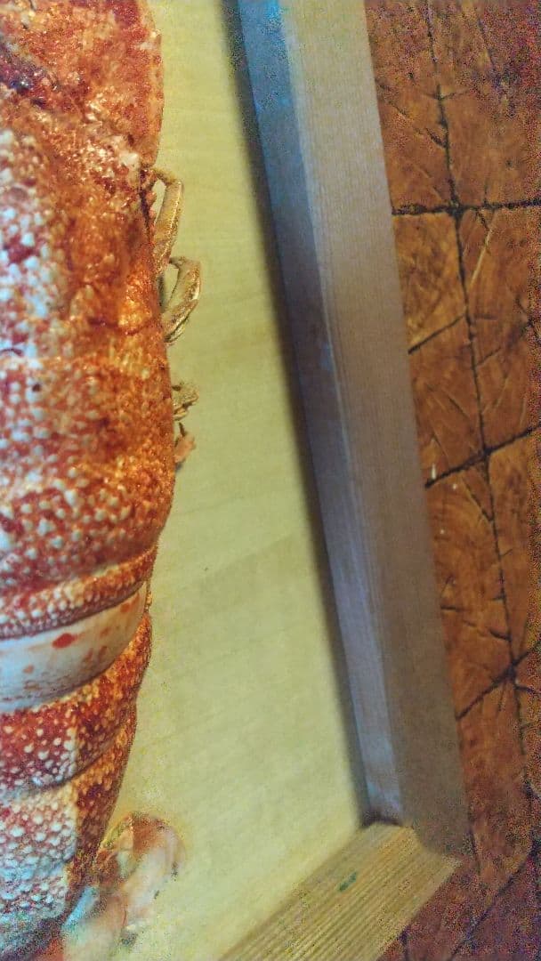 激レア　セミエビ　剥製