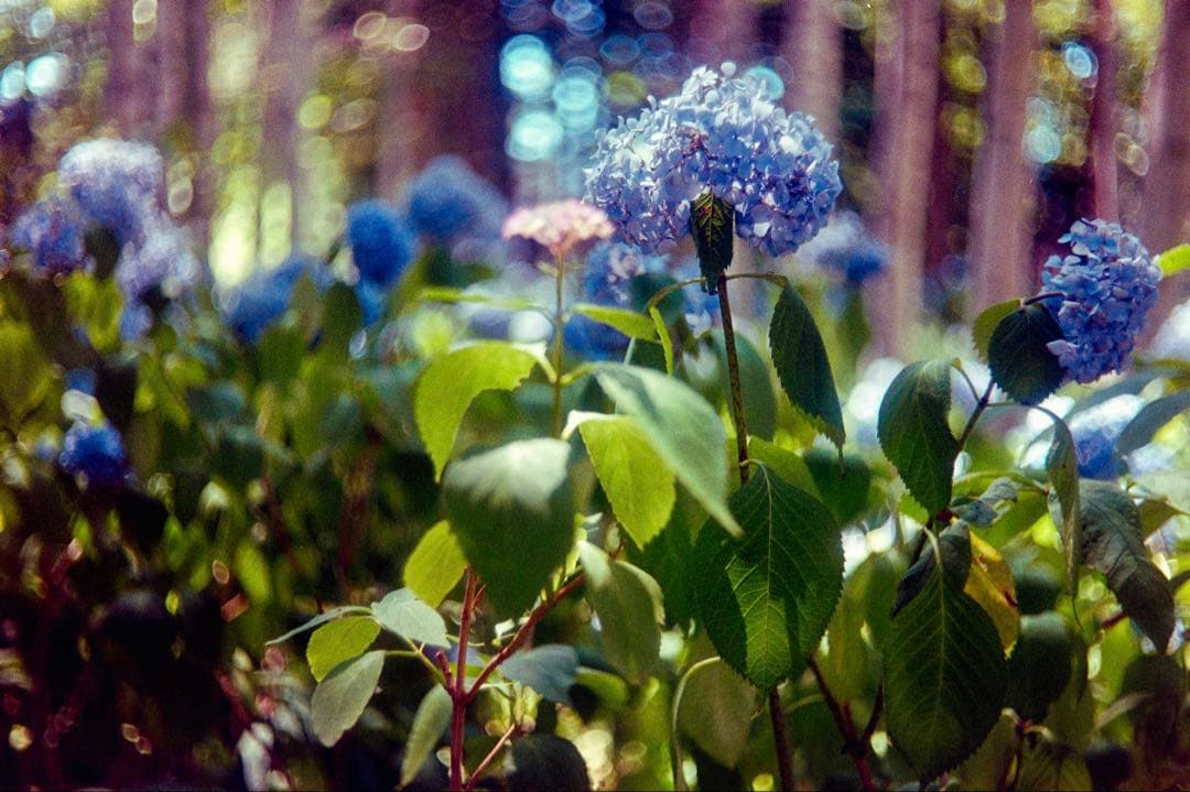 【OH済】美品 Leica ライカ Ⅲf レッドシンクロ バルナックライカ