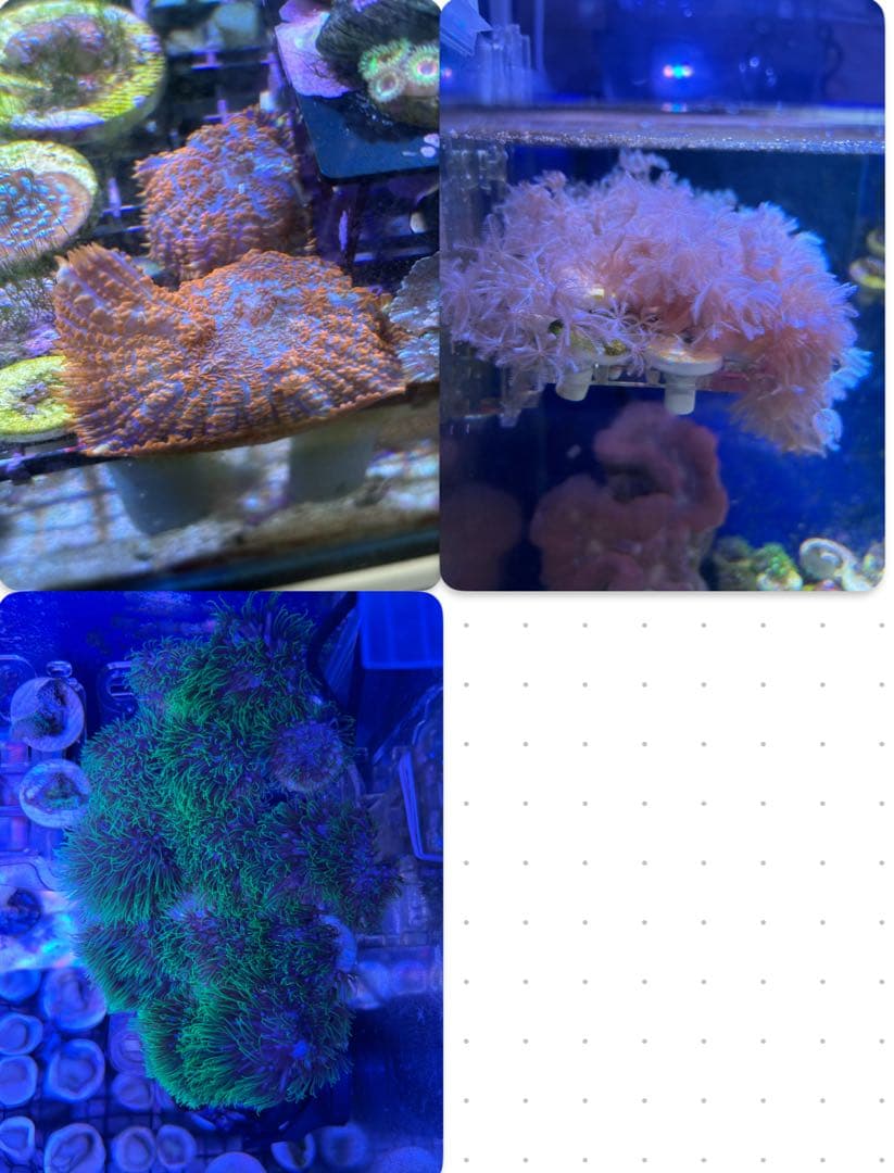 3点セット（スターポリプ　ロング・ウミアザミ・ディスク（オレンジ）