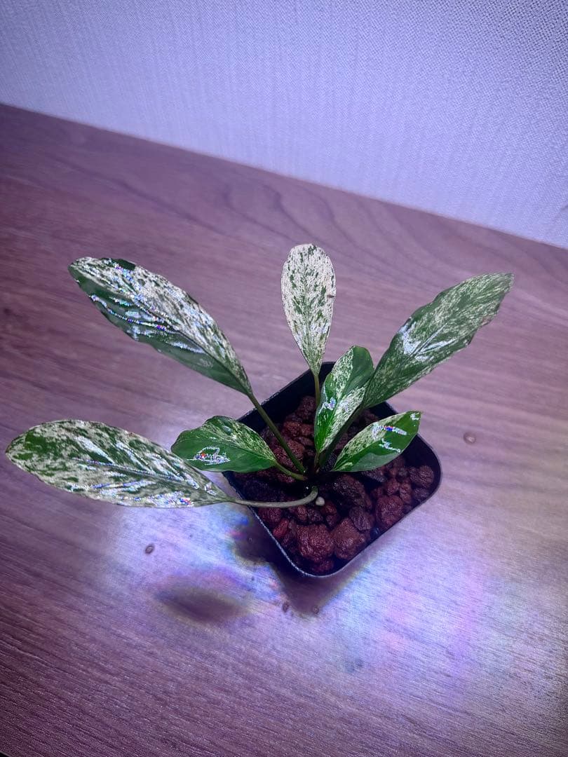 ブセファランドラ　斑入り株　Pipto Variegata
