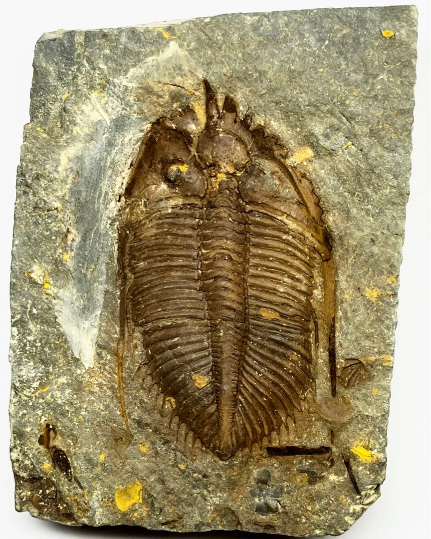 三葉虫　化石　Coronocephalus