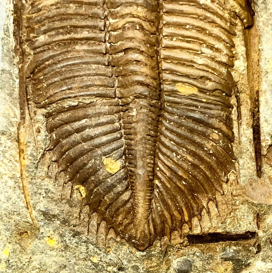 三葉虫　化石　Coronocephalus