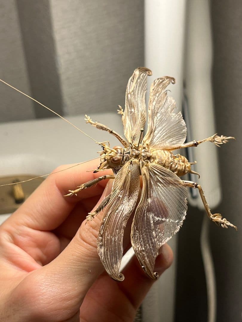 【希少産地】中国産のマキバネコロギス 昆虫標本バッタ キリギリスコロギスリオック