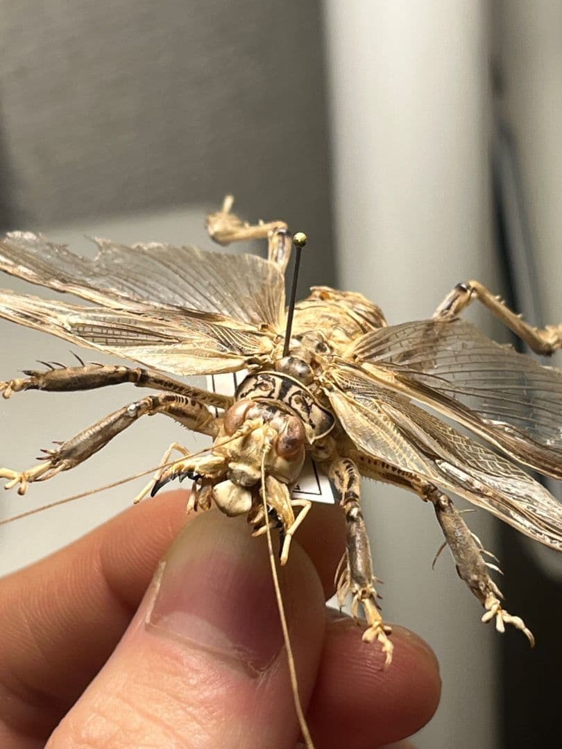 【希少産地】中国産のマキバネコロギス 昆虫標本バッタ キリギリスコロギスリオック