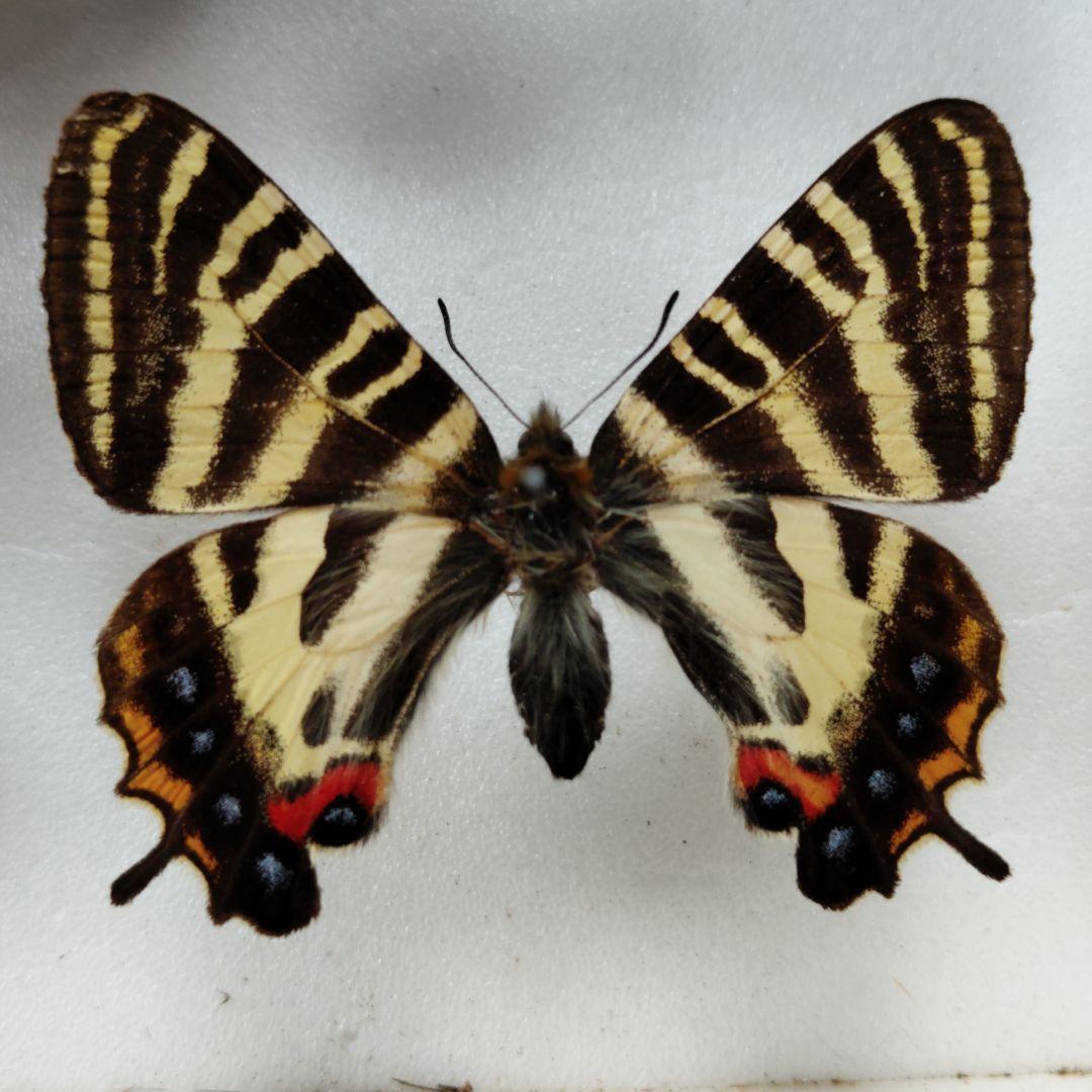 東京産　ギフチョウ　絶滅産地　蝶標本