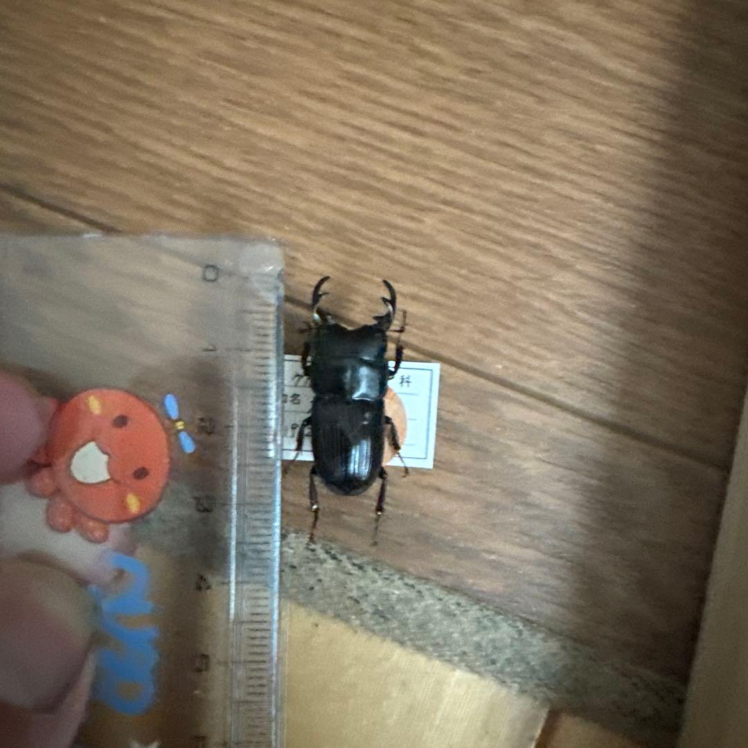 コクワガタ　スジクワガタ　ネブトクワガタ標本