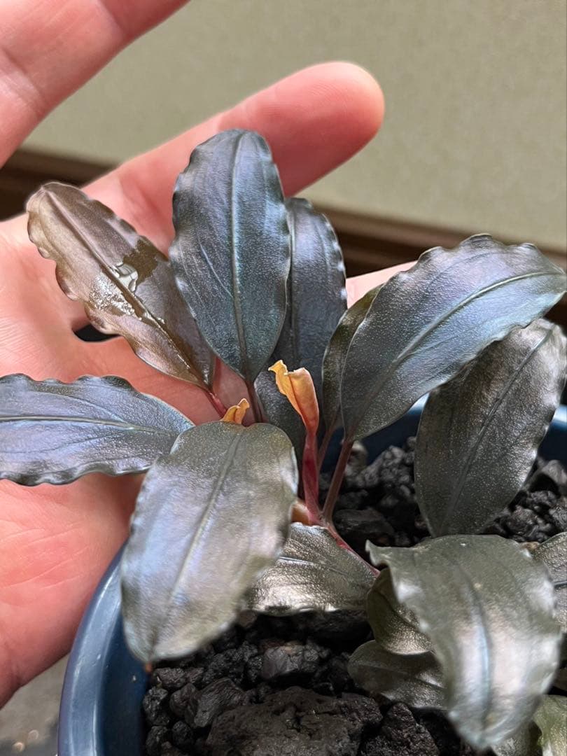 水草 Bucephalandra sp. Ghost2016