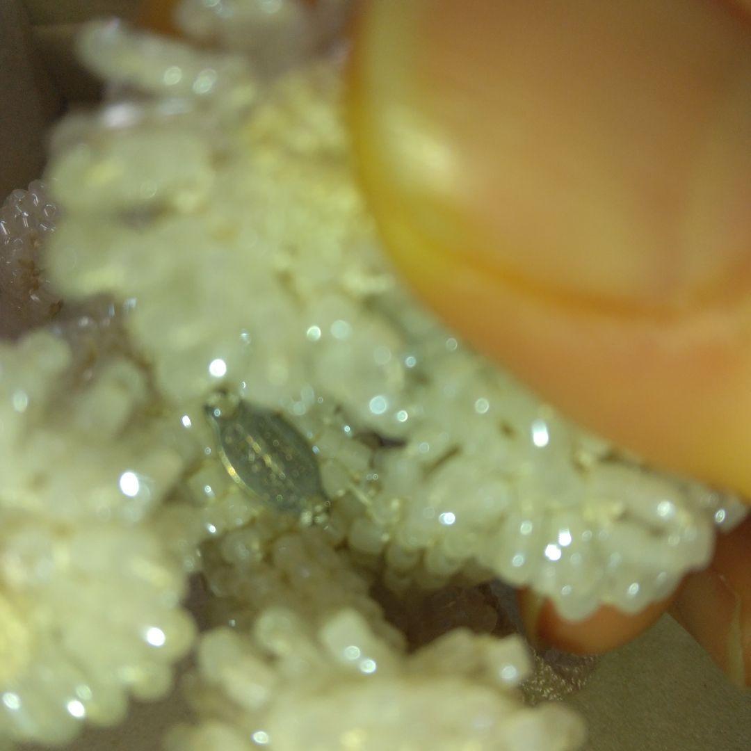 作家作品ビーズネックレス白プードル