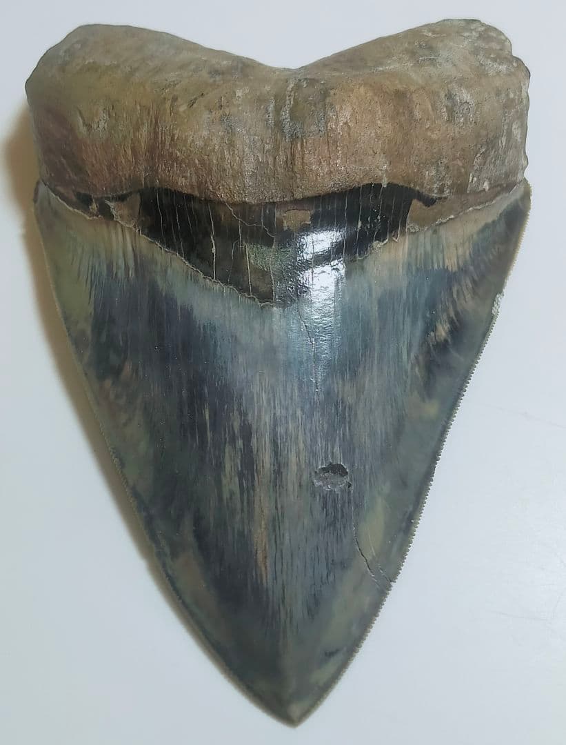 【希少：青色　大きめ：148mm】メガロドン　化石　標本　サメの歯　歯の化石