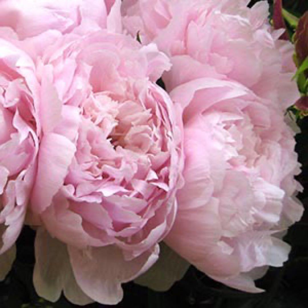 ファンデーション YOU