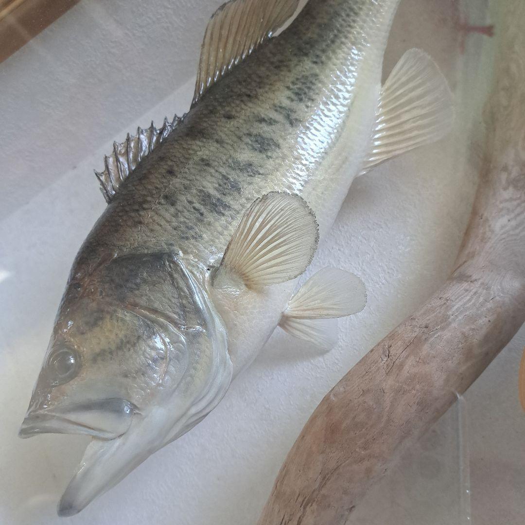 ブラックバス 剥製 標本 フレーム入り