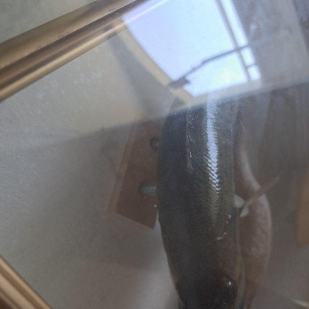 ブラックバス 剥製 標本 フレーム入り