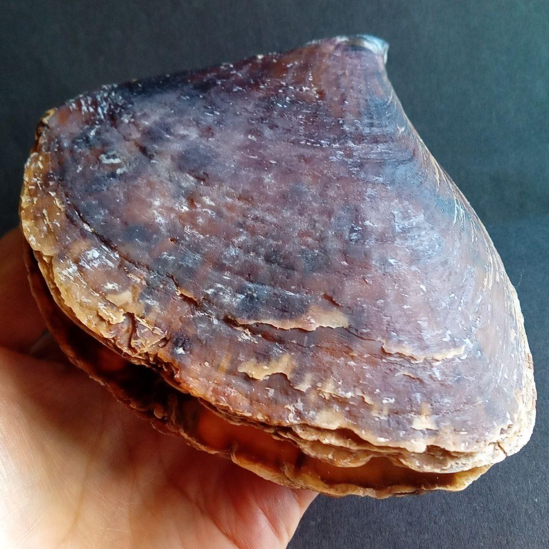 骨格　標本　貝殻　タイラギ　平貝　海外産