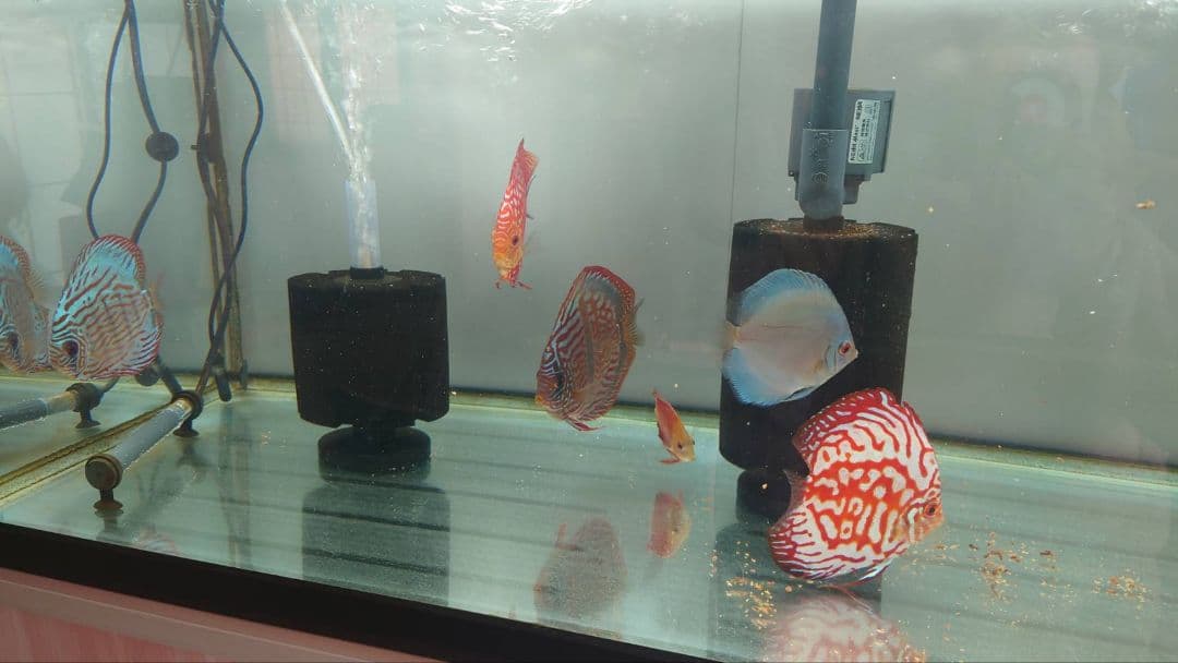 [引き取り限定]フレーム付き90cmガラス水槽 ガラス蓋付き(６枚)取説有り