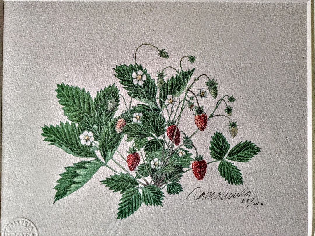 玉村豊男 「森のイチゴ ２００１」自筆サイン、美品