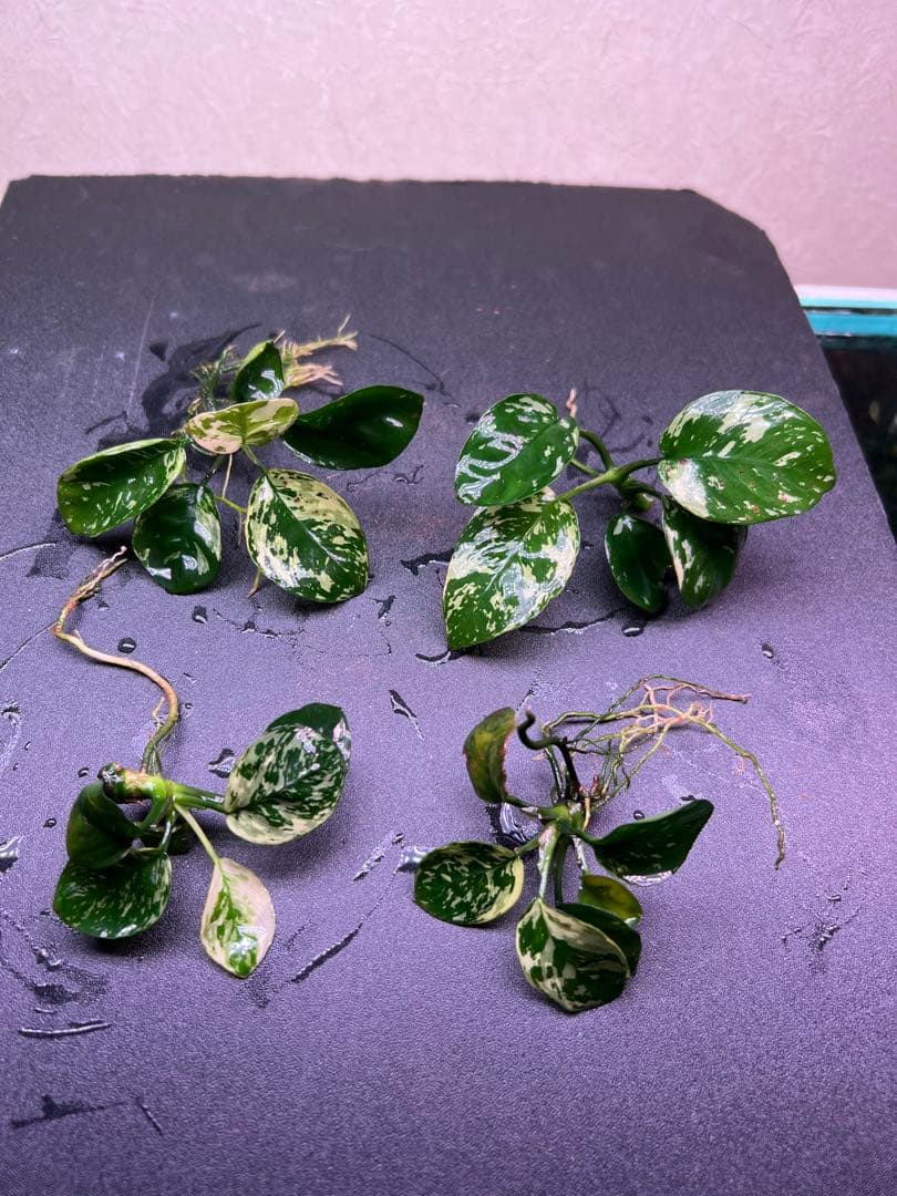 アヌビアスナナ　斑入りキング Anubias Variegated King4株