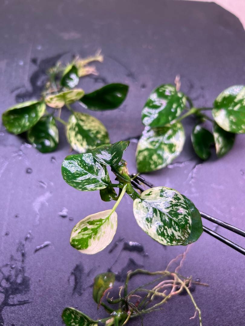 アヌビアスナナ　斑入りキング Anubias Variegated King4株